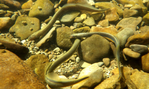 brook lamprey Credit Wye and Usk Foundation 500 by 300